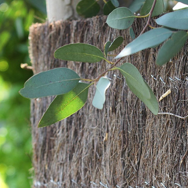 Natte de Bruyère en panneau